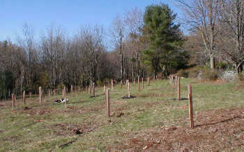 hardwood plantings
