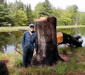 Dad and a big stump