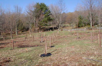 tree shelters protect the seedlings