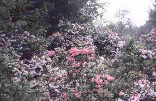 mountain laurel